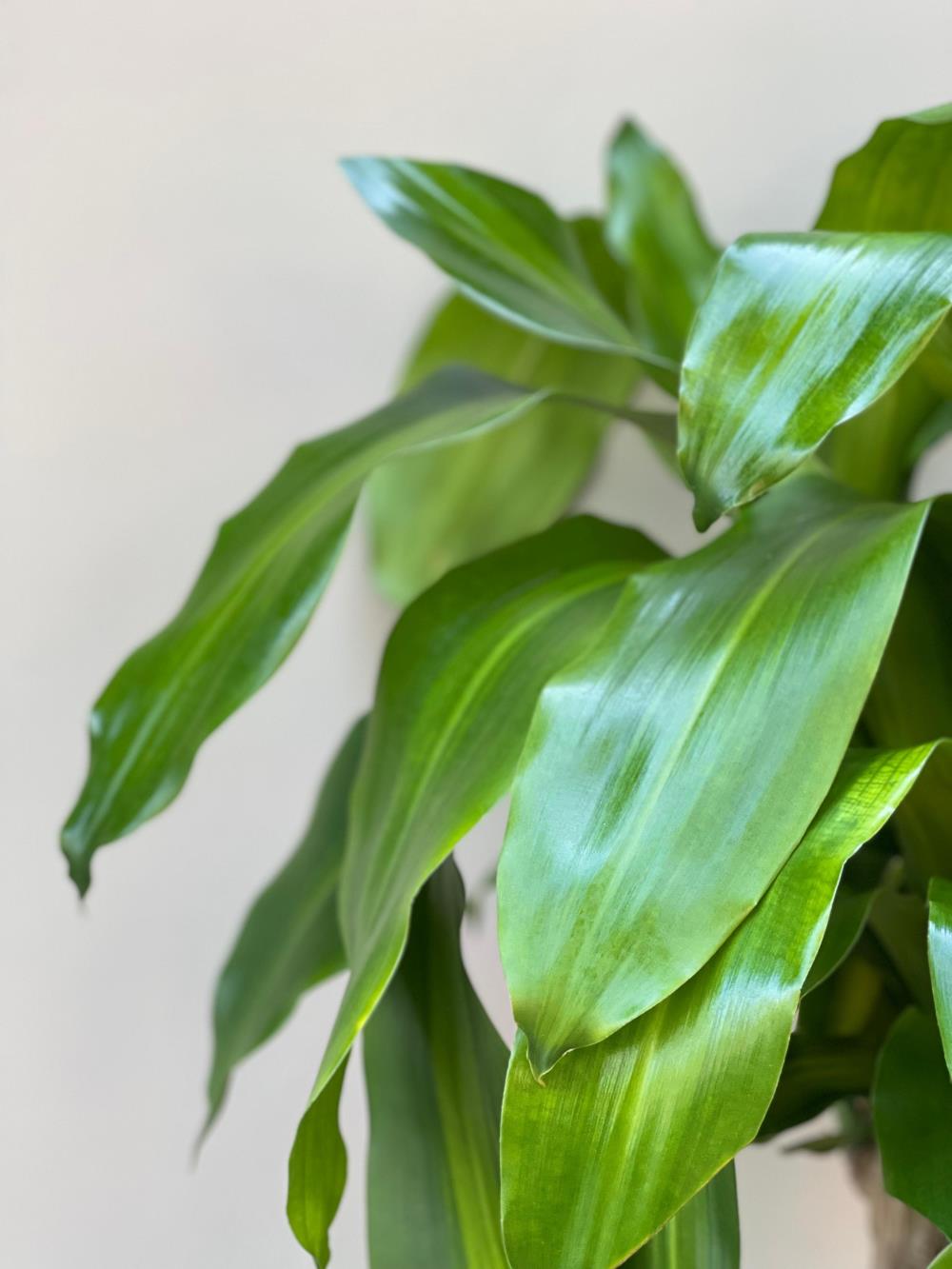 Dracena Massengena Yucca